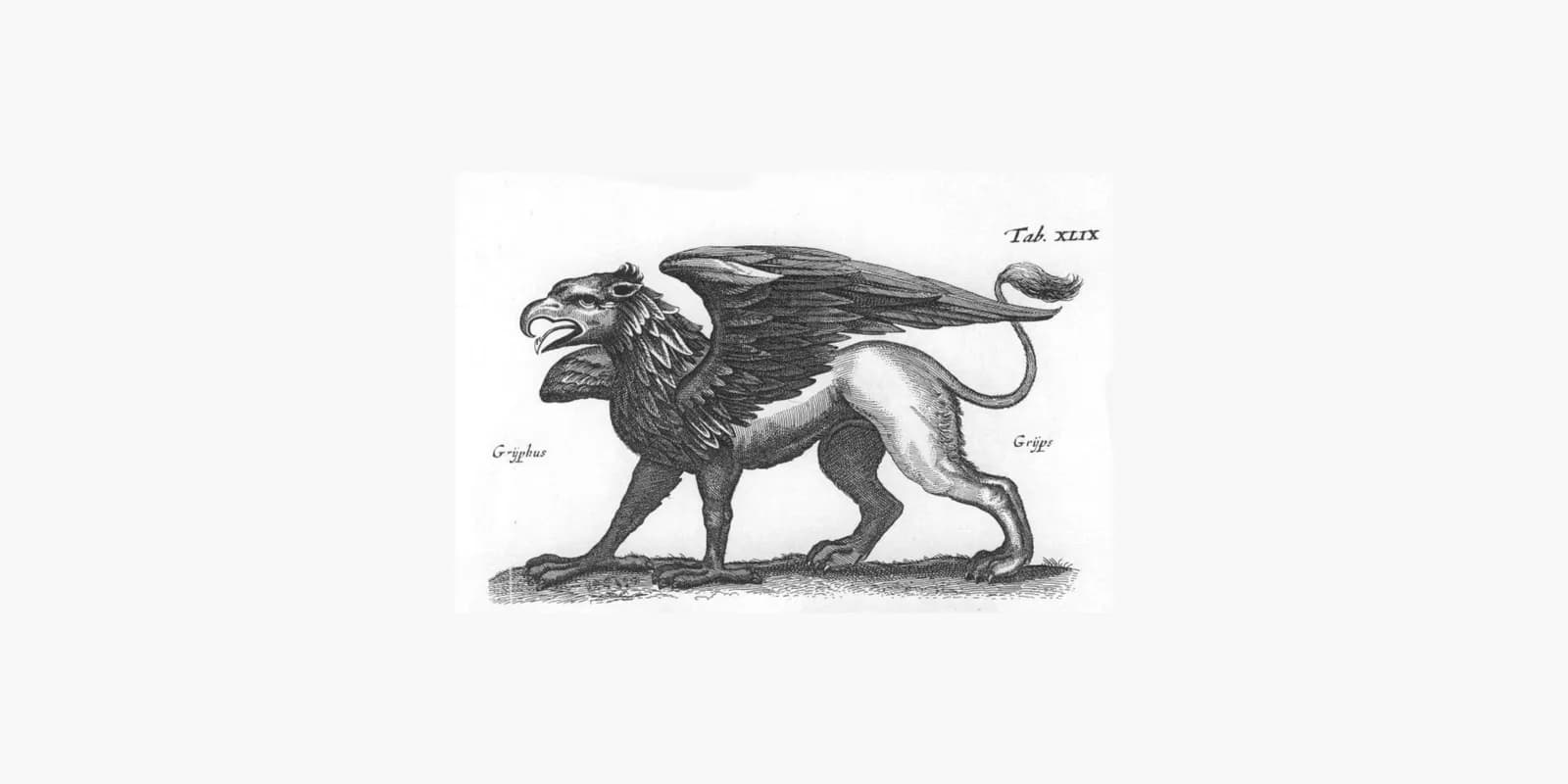 A black and white etching of a griffin with the head and wings of an eagle and the body of a lion, standing on all fours with its mouth open.